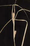 Wheat sedge